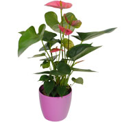 Antrio rosa + Cachep Rosa